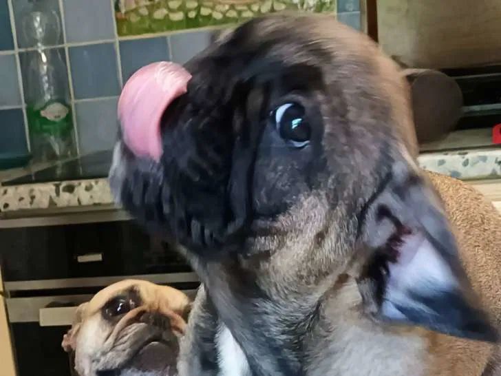 Clos Des Papéraks - Chiots disponibles - Bouledogue français
